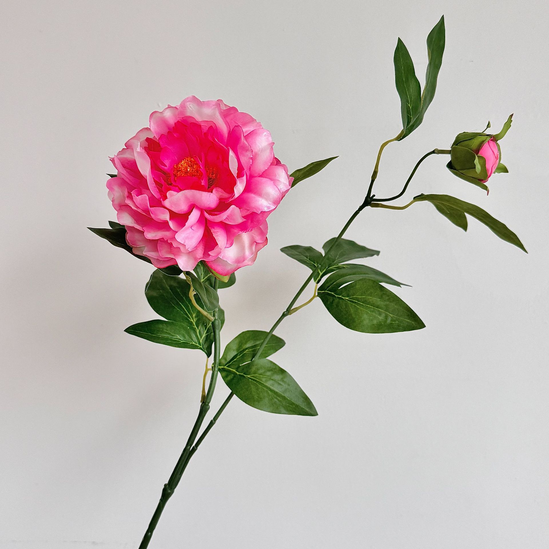 Rose rouge