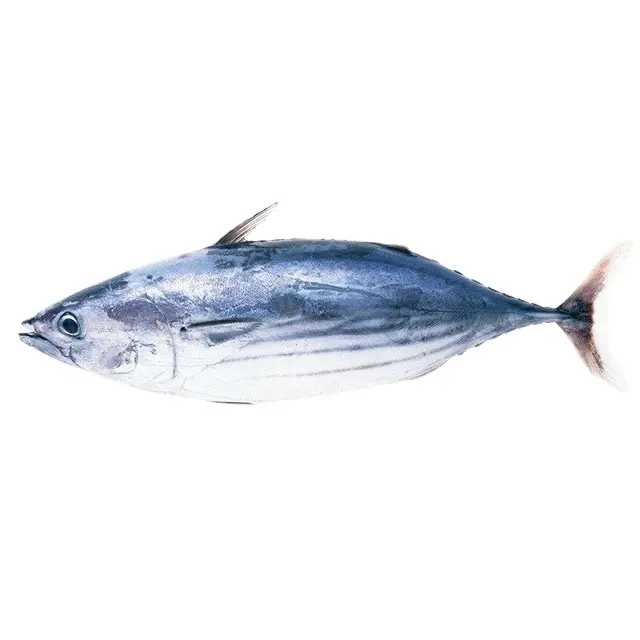 Nouvelle saison chine exportation iqf bqf bonite thon poisson en vente 100-200g fruits de mer rond entier bonite congelée pour appât