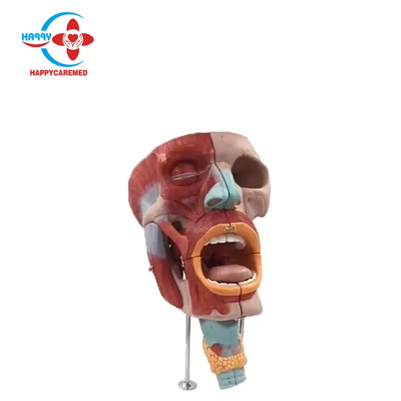 Modèle anatomique HC-S290 visage de la tête et des muscles du visage