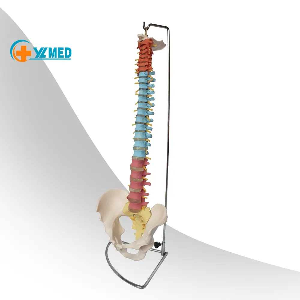 Il modello spinale flessibile in plastica è comunemente usato nel modello di anatomia spinale per l'insegnamento medico