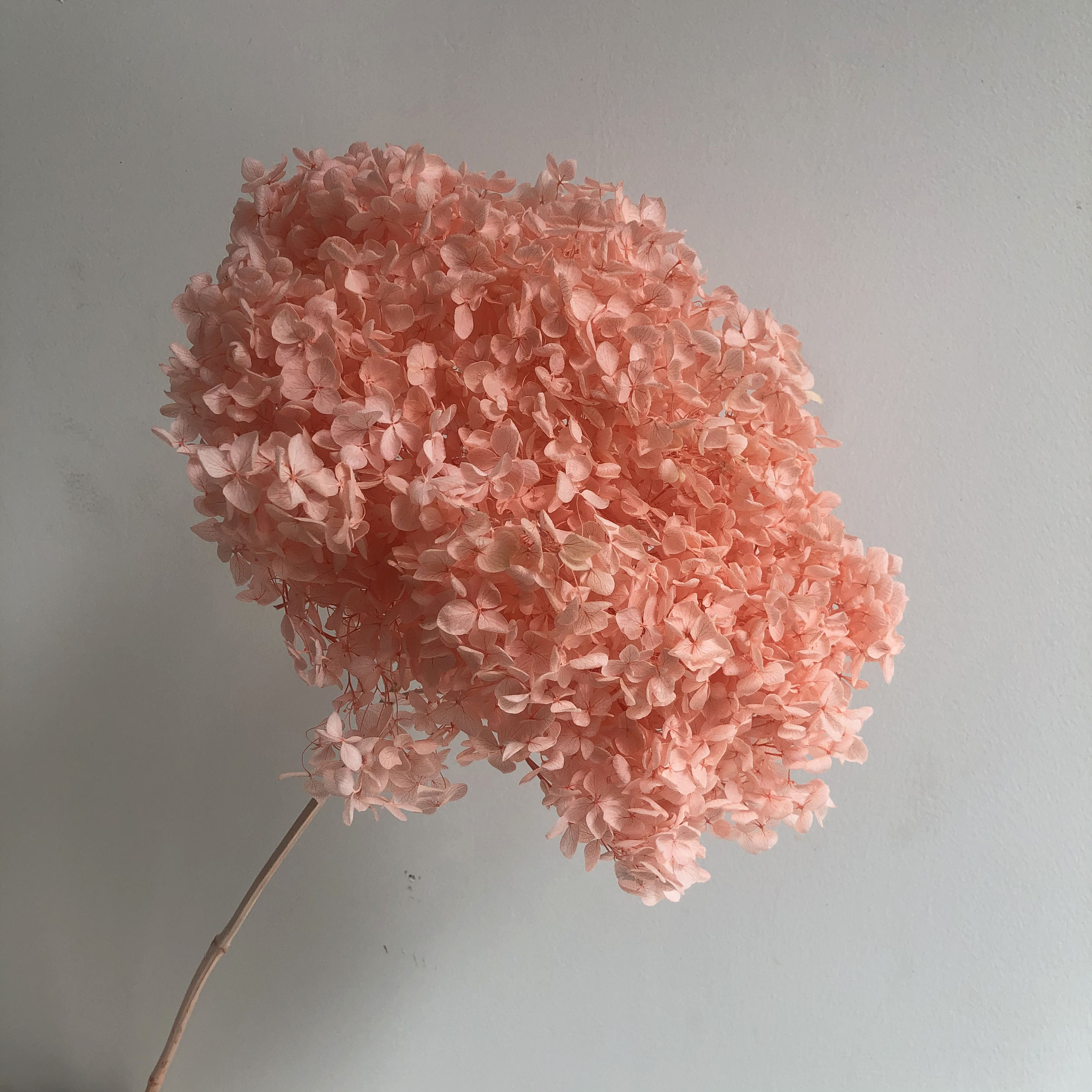 Pink peach