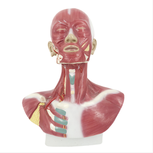 ADA a Model of <strong>Nerve</strong> with Blood Vessels Attached to the Midsagittal Section of the Head and Model of Head, Face, Neck Anatomy - Product Image 5