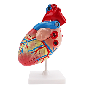 3D <strong>Human</strong> Anatomical Model <strong>Human</strong> Heart Model for One-stop Supplier Medical Science Plastic Jumbo Model - Product Image 3