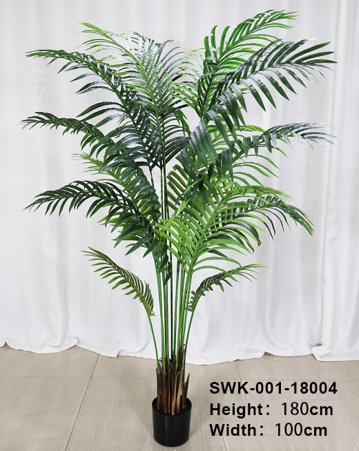 210cm/Areca Palm