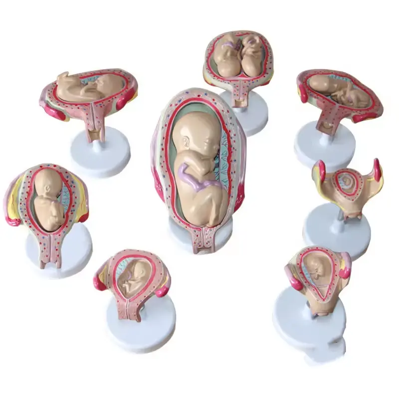 Tıbbi bilim anatomi modeli PVC gebelik Pelvis bebek anatomik modeli ile her ay embriyonik geliştirme modeli