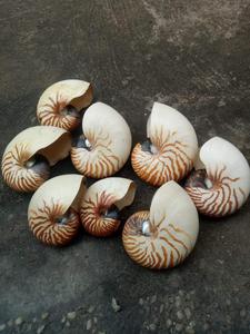 カタツムリ殻大/海殻手工芸品用カタツムリ殻バルク卸売0084817092069 WS - Product Image 5