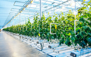 Sensor de temperatura de humedad del suelo PAR LoRaWAN inalámbrico para programación de riego, producto de red de comunicación para agricultura - Product Image 5