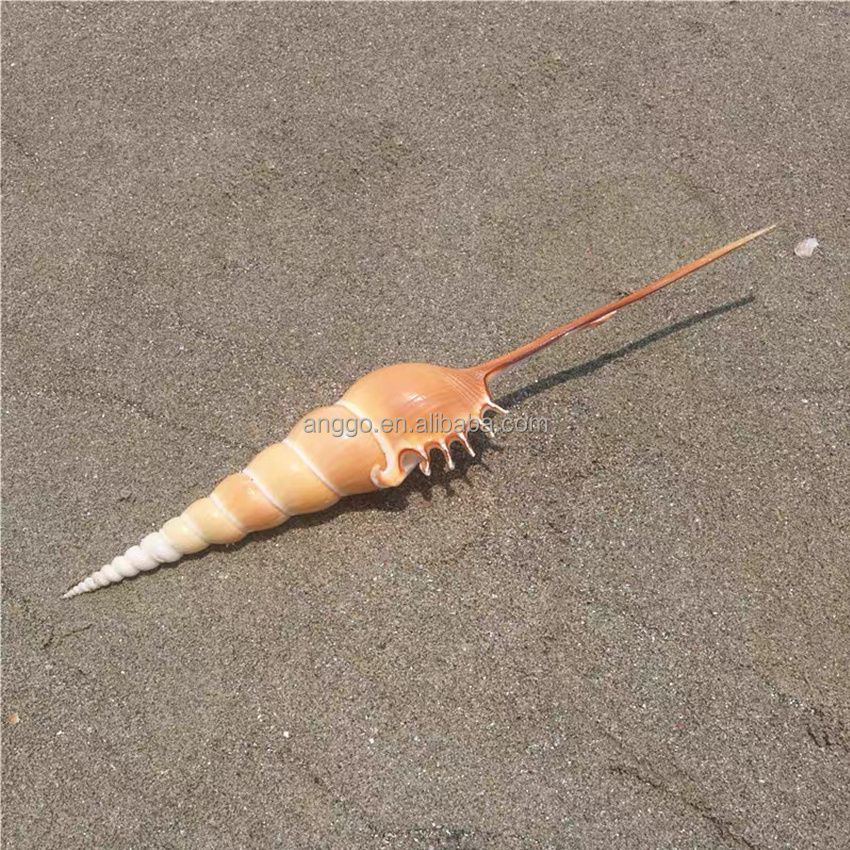 Coquille de conque