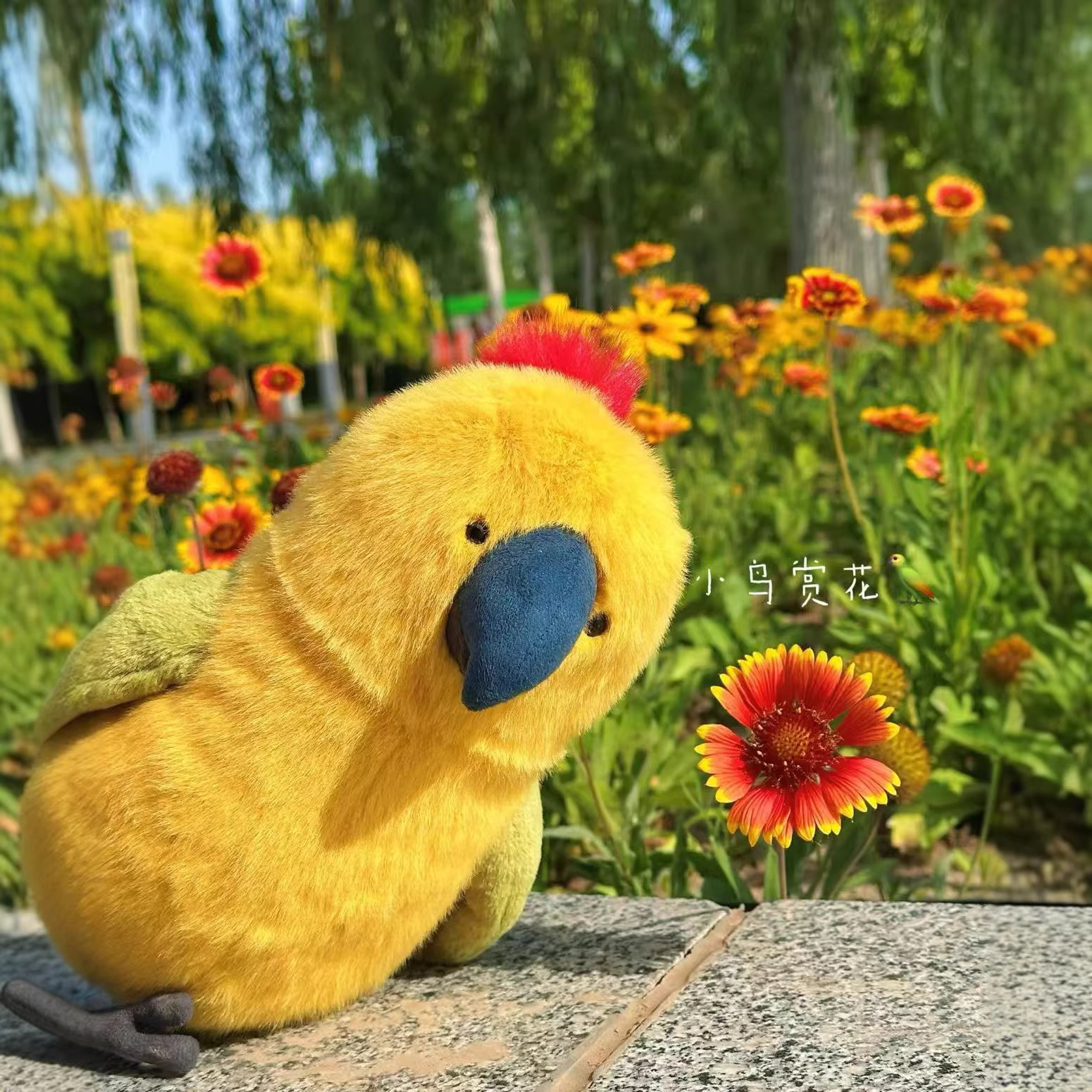 loro burbuja