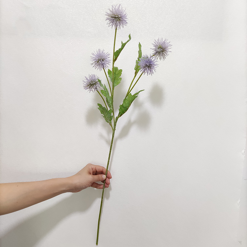 Viola