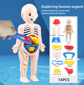 Sıcak bilim eğitici oyuncak insan vücudu oyuncak kök kiti 3D insan organı modeli bulmaca oyuncak çocuklar için insan öğrenme - Product Image 6