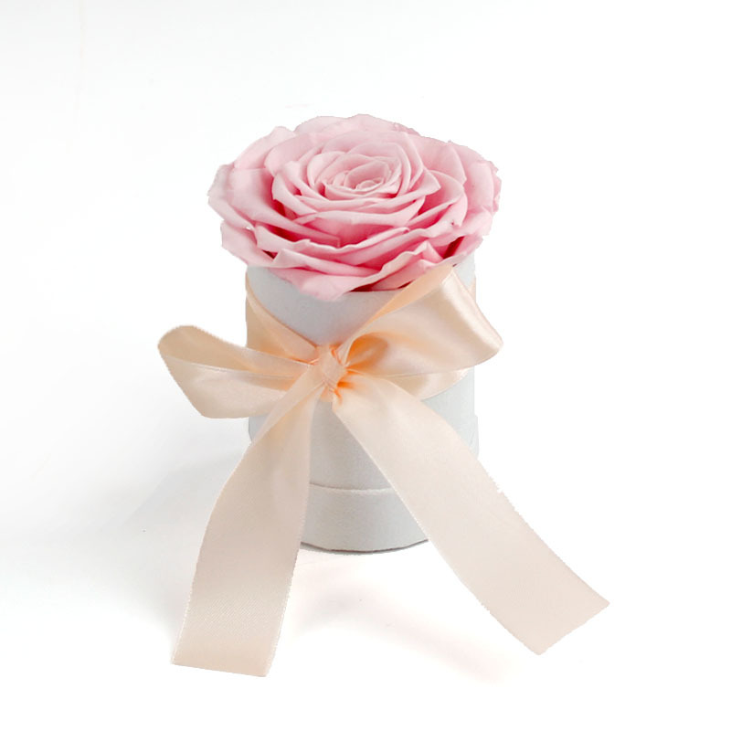 mini rosa