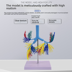 <strong>Human</strong> Trachea and Bronchial Anatomy Model PVC Bronchial Tree Model for Medical Science Teaching and Clinical Training - Product Image 4