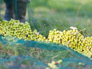 Hot Selling Olive <strong>Net</strong> Greek <strong>Markets</strong> Triangular Mesh Surface Plastic <strong>Net</strong> Green HDPE Orchard Olive Harvest <strong>Net</strong> - Product Image 6