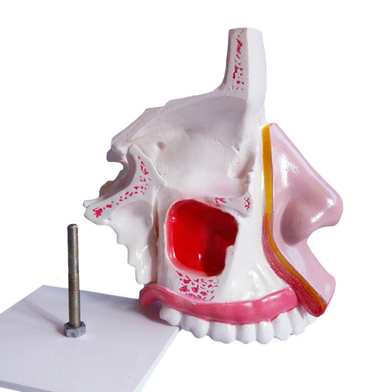 Medical Teaching Used Human Anatomy Nasal Cavity Model on Airway Medical Display