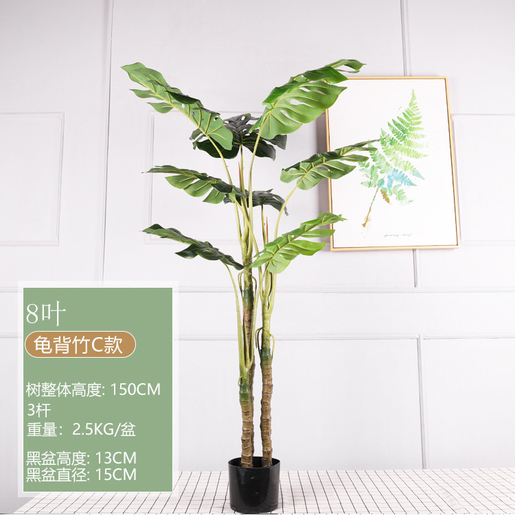 1.5M Monstera deliciosa, Estilo C