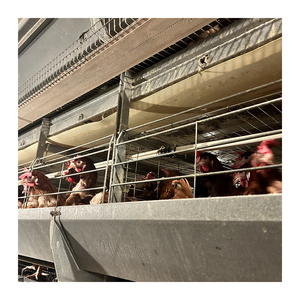 Giá tốt nhất về điều kiện mới lồng pin tự động cho trang trại gà đẻ trứng tối ưu cho các lớp - Product Image 5