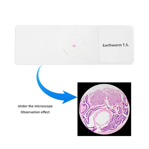 Giun đất t. S. Chuẩn bị trượt thực vật học động vật kính hiển vi phòng thí nghiệm trượt giảng dạy vật tư giáo dục - Product Image 2