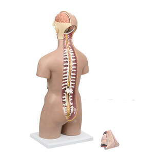 Gelsonlab Anatomical <strong>Human</strong> Torso Model 55cm with 20 Parts with Opening on the <strong>Back</strong> - Product Image 4