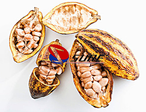 Venta caliente máquina peladora de granos de cacao máquina de eliminación de vainas de granos de cacao - Product Image 6