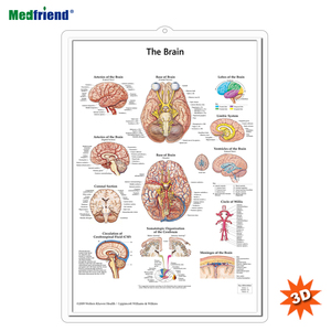 3D Medical Human Anatom ical Wand karte/Poster-Gehirn Anatomische Tabelle