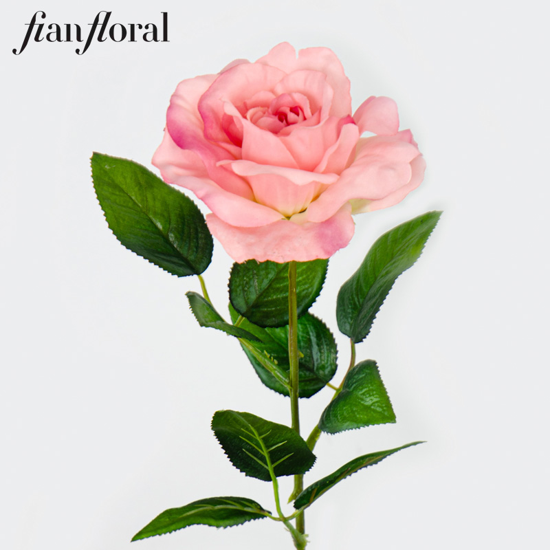 Rosa-SAB361