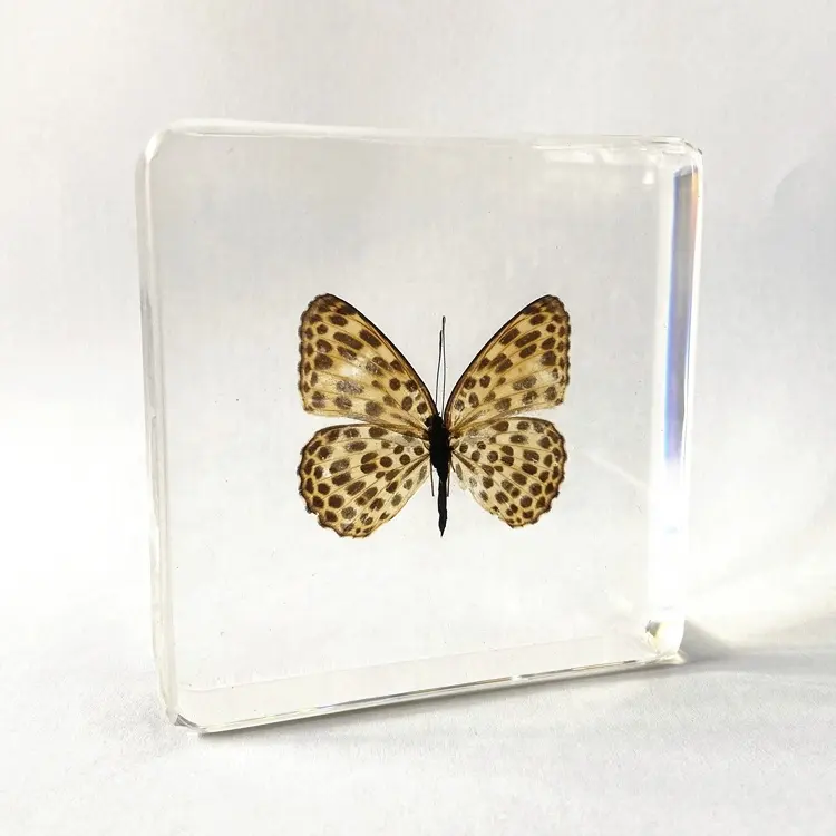 Timelaea-Bloque Maculata para decoración de escritorio, mariposa seca, acrílico transparente, regalos