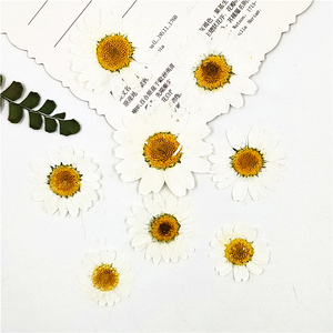 I613 Hoa Khô Ép Hoa Net Người Nổi Tiếng Khuôn Mặt Trang Trí Mắt Applition Cánh Hoa Trang Điểm Cổ Tích Trang Điểm - Product Image 1