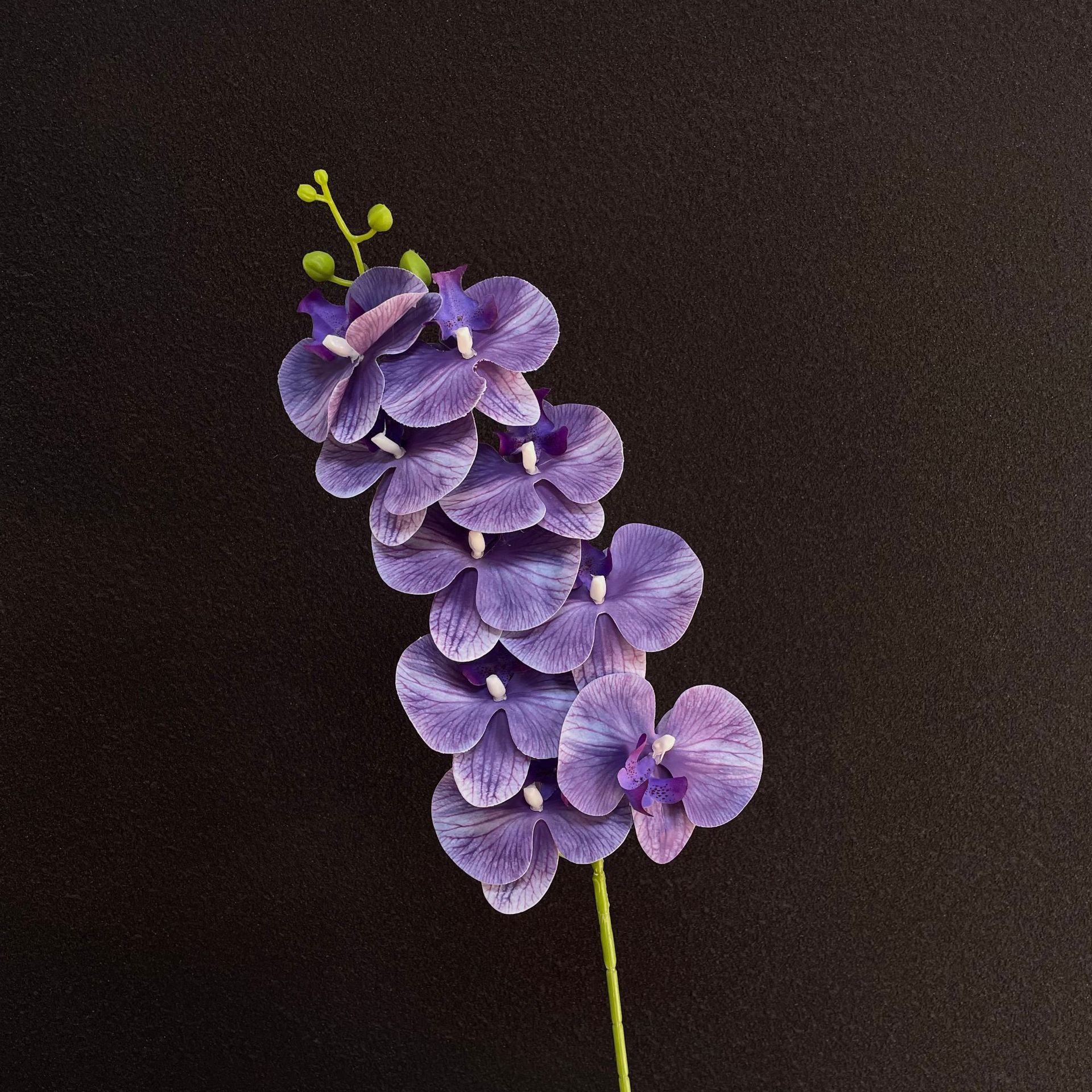 Phalaenopsis 3d de color morado oscuro