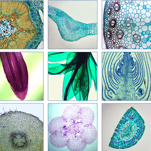 Estomas de hojas suministrados por la Ciencia Educativa directa de fábrica W. M. Portaobjetos para microscopio individual - Product Image 4
