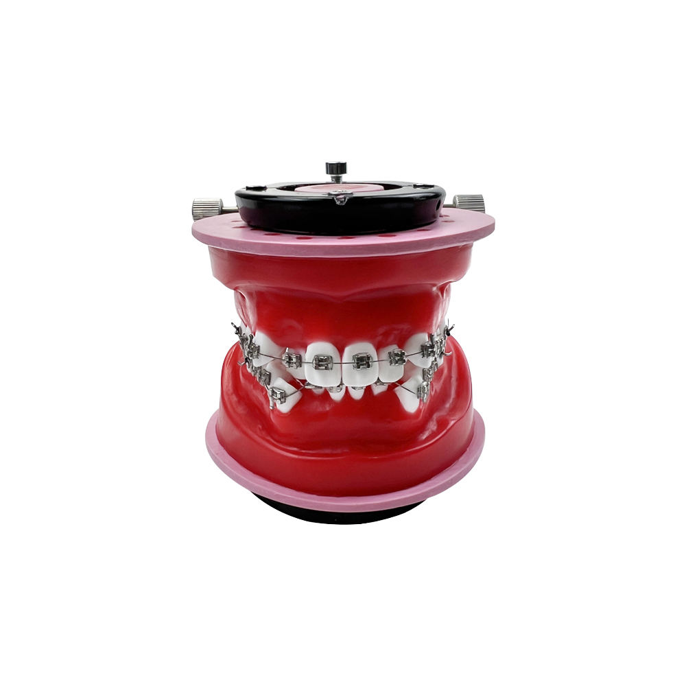 pink 1pcs Dental Mode