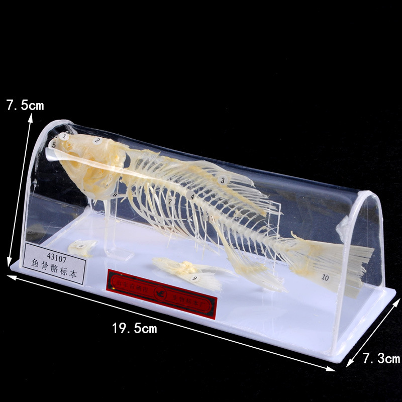 Especimen de esqueleto de pez 43107
