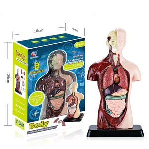 Modelo de Anatomía de medio cuerpo simulado y modelo de anatomía humana para estudiantes de escuela primaria y secundaria para enseñar modelo de rompecabezas - Product Image 1