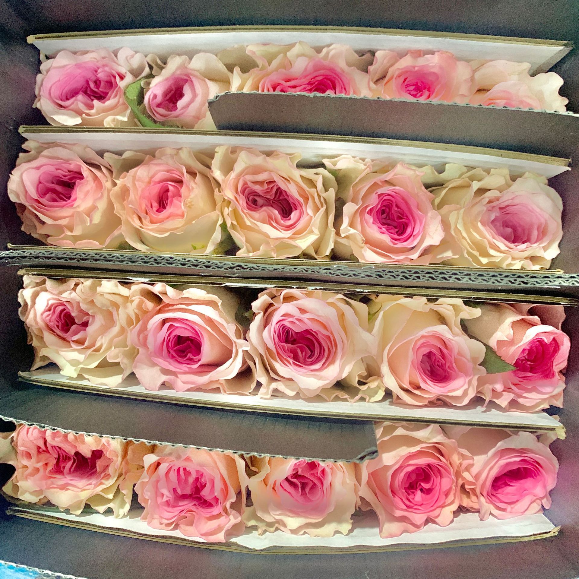 Luoshen rosa 1 corbata 20 ramas