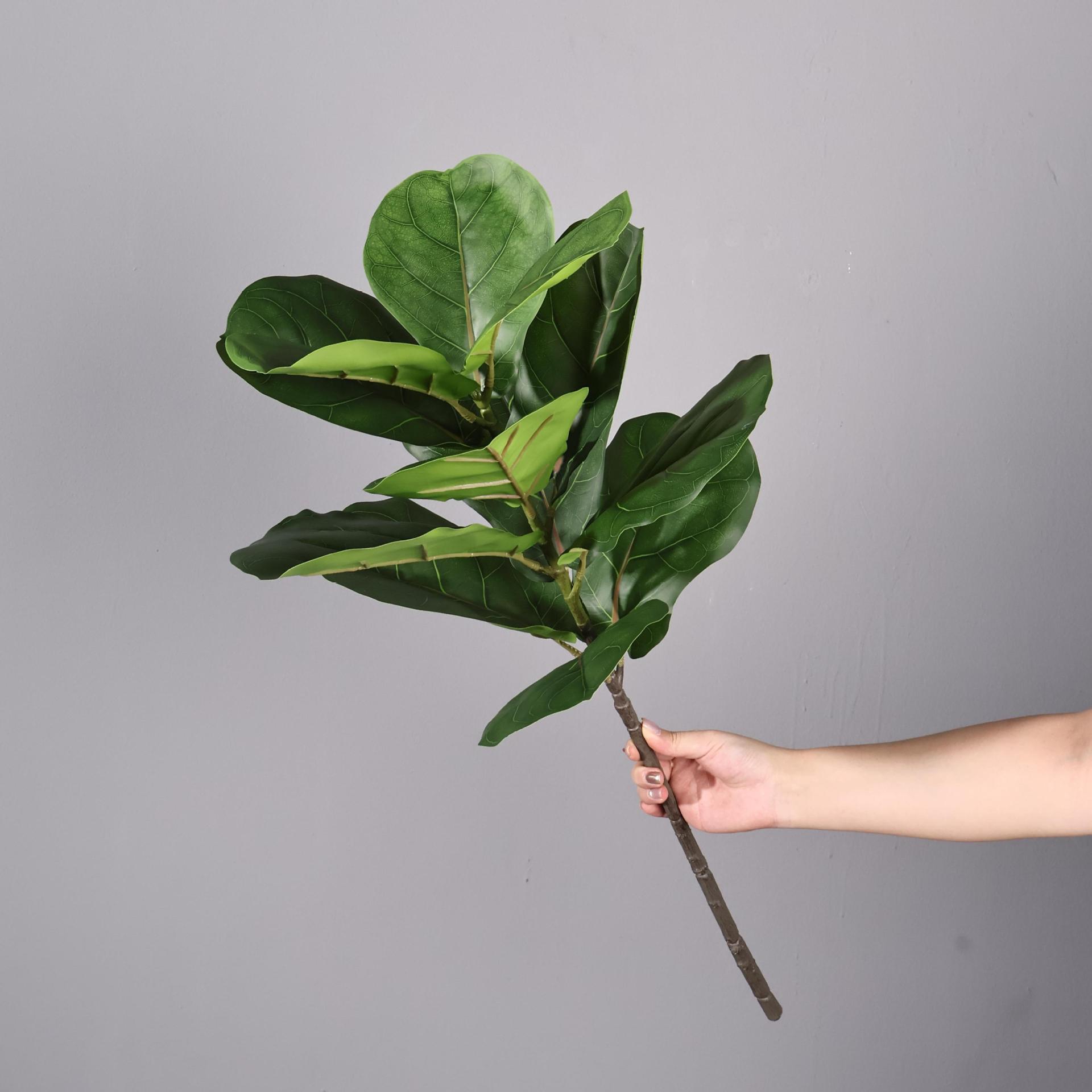 Figuiers à feuilles de violon avec une seule longue branche
