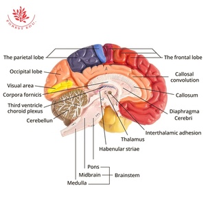 Modello anatomico della struttura del cervello di visualizzazione di varie zone funzionali del cervello di insegnamento medico colore umano modello del cervello - Product Image 6
