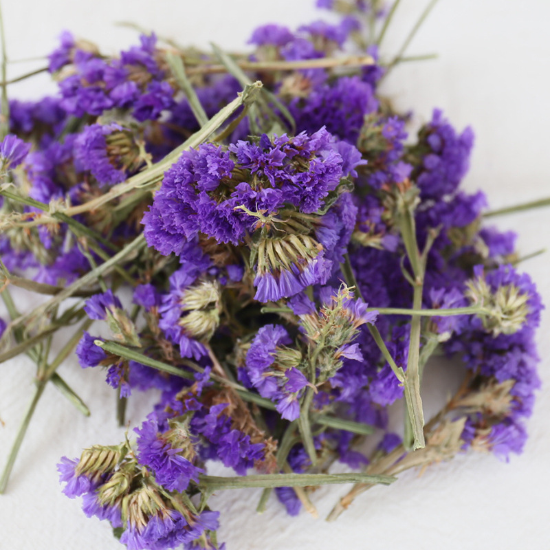 Pourpre