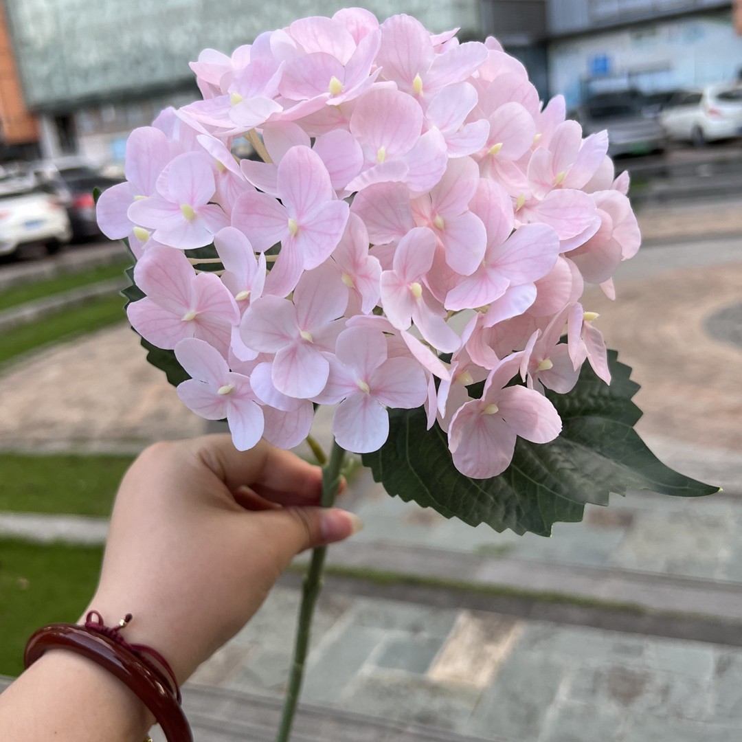 Hortensia # 3