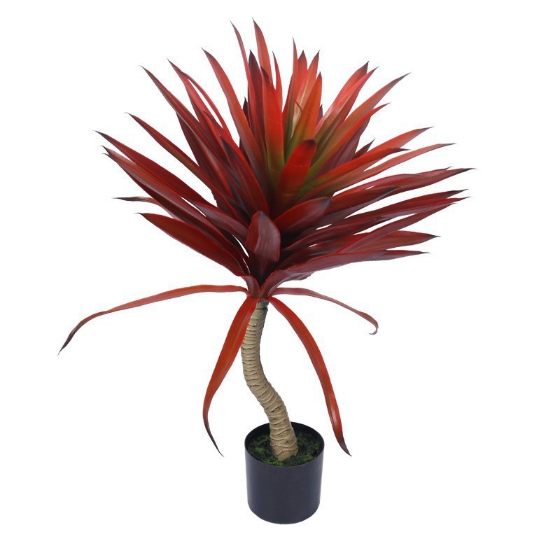 Agave rouge grand 80cm