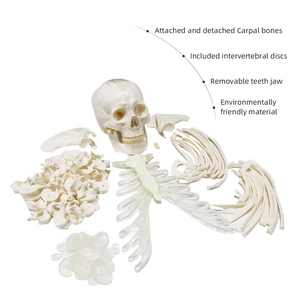 176cm Free Bone Anatomical Model FRT001-2A the Human Body W/ Scattered Bones Medical <strong>Explanation</strong> of the Skeleton Model - Product Image 1
