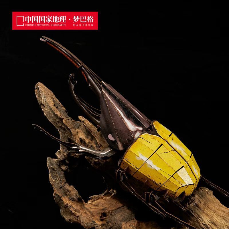 Rinoceronte tartaruga-sl-b0001