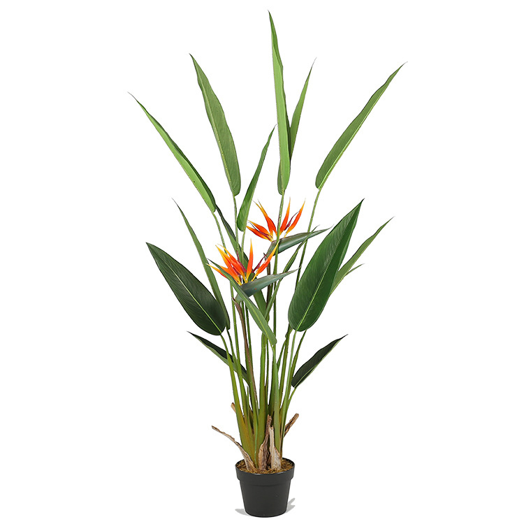Plantes de paradis