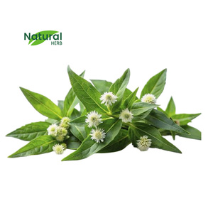 OEM özel ambalaj Eclipta Prostrata özü su çözünen toz Eclipta Prostrata konsantre toz - Product Image 1