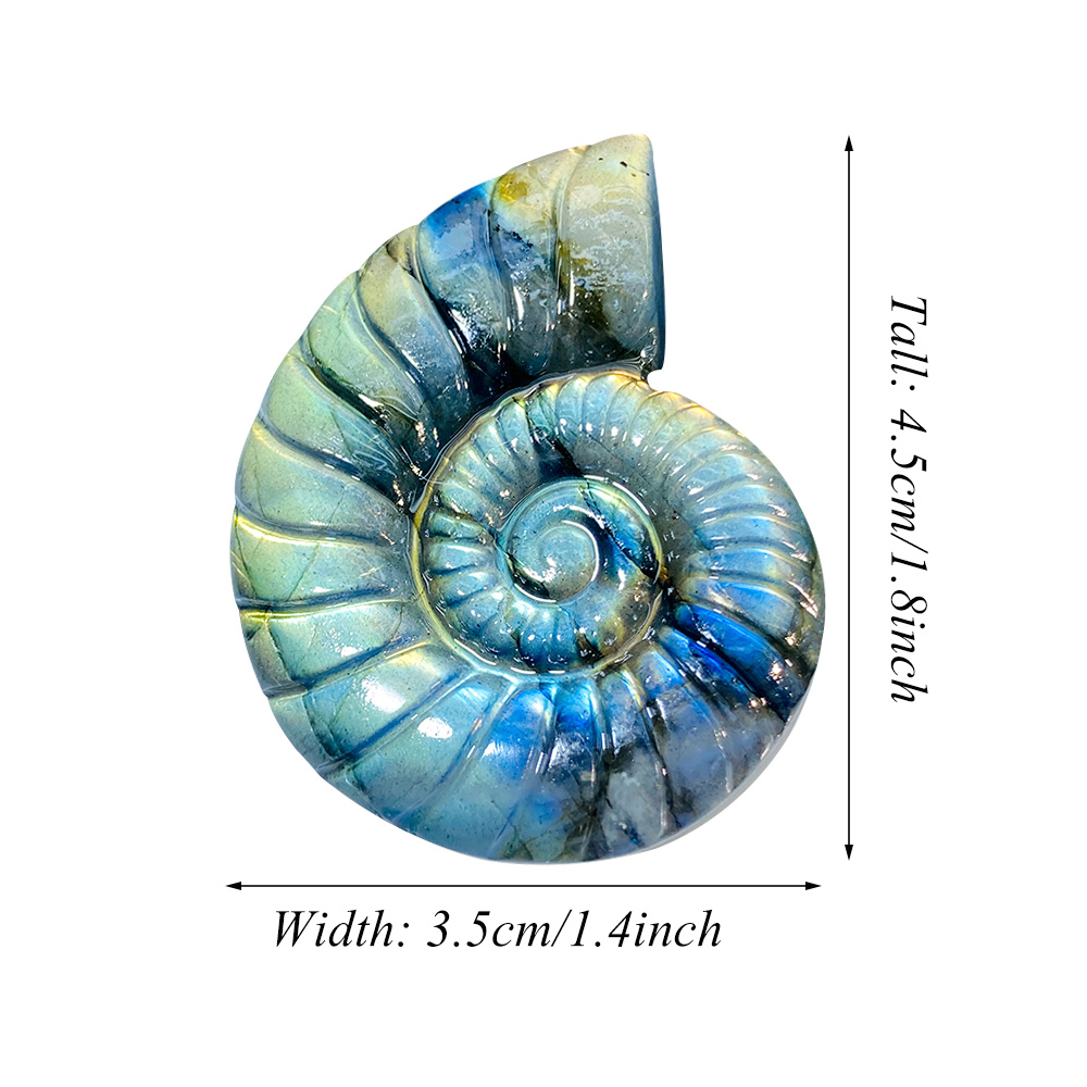 Ammonite