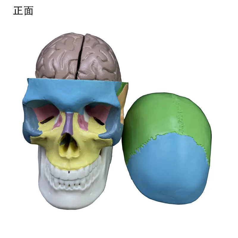 Modelo de esqueleto humano 3 peças, o osso da garra pode mover 1/2 mini crânio colorido e cérebro