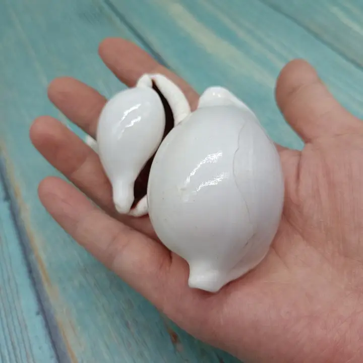 Gros 6-8 cm grande coquille de lapin blanc bricolage artisanat Style océan conque coquille de mer