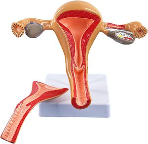 Kapak Uterus ve genital üreme organı modeli jinekoloji simülasyonu ile KyrenMed İnsan dişi Normal Uterus yumurtalık modeli - Product Image 1