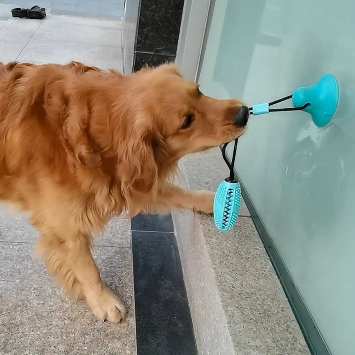 Interactive Rubber Treat Ball Dog Pet Toys With Suction Cup Rope
