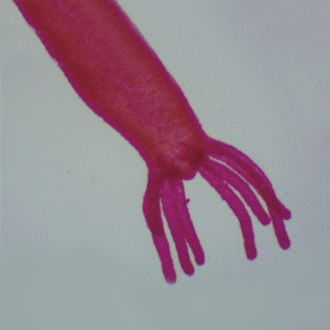 <span class=keywords><strong>Microscope</strong></span> stéréo à zoom à image trinoculaire BS-3036AT1 BestScope pour la recherche biologique et les tests de l'industrie électronique - Product Image 5