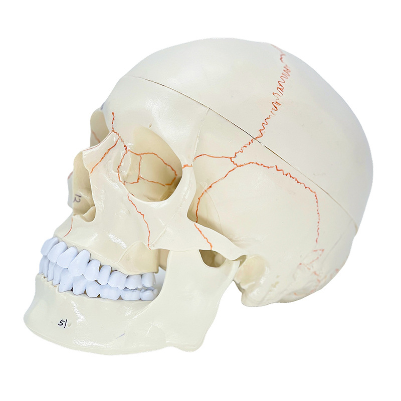 Suture osseuse du crâne